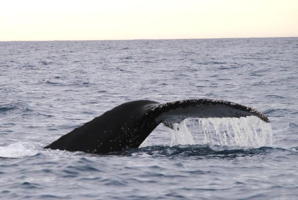 Two humpback whales sighted off Akaroa today provided an unexpected bonus for visiting American travels agents